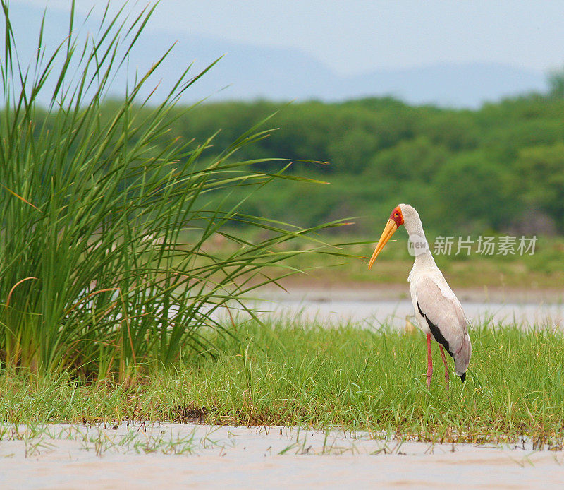 Yellow-billed Stork